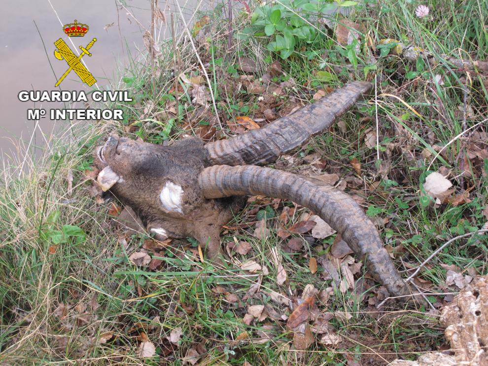 Pillan en Teruel a tres cazadores furtivos cuando acababan de matar una cabra montés