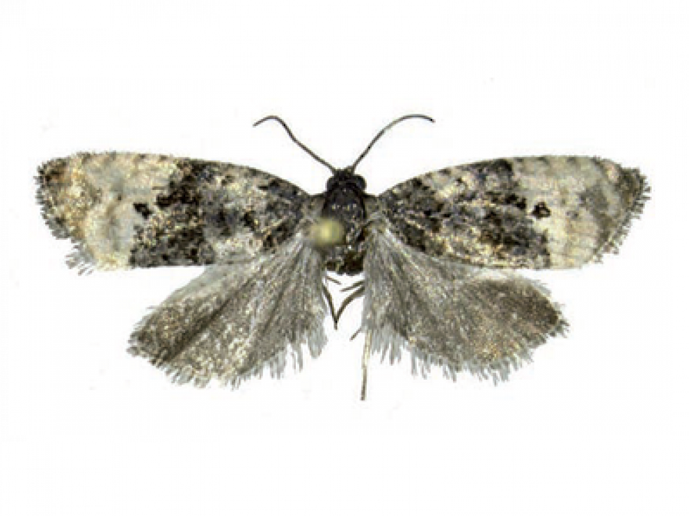 Ejemplar adulto de la mariposa 'Metendothenia atropunctana'