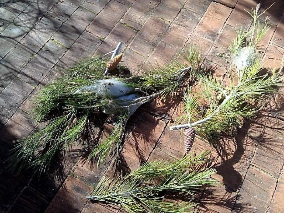 Ramas de pino con bolsones de procesionaria.