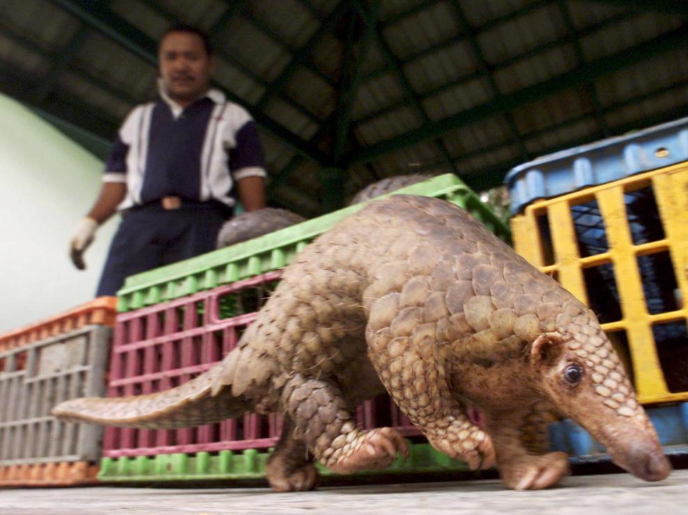 Un pangolín en Malasia.