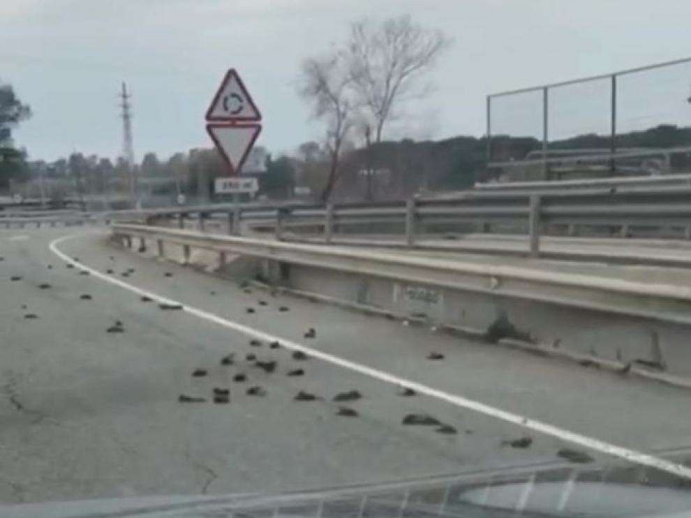 Aparece una bandada de pájaros muertos en la carretera entre Salou y Tarragona.