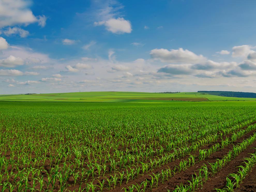 panoramic view of lines of young corn shoots on big field