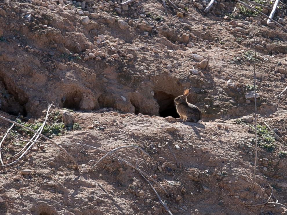 En Épila, el Ayuntamiento, los cazadores y los agricultores se han puesto de acuerdo para combatir la plaga de conejos.