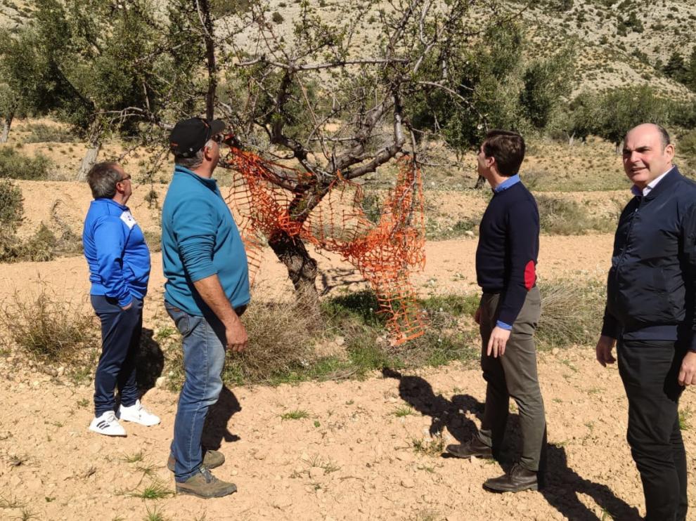 Dirigentes del PP visitan un campo para comprobar los daños en cultivos del Bajo Aragón causados por la fauna salvaje.