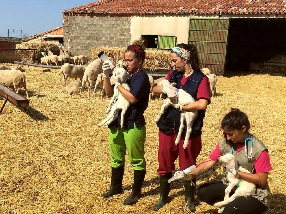 La DPZ triplicará este año el presupuesto del programa Desafío, el Erasmus rural, que impulsa junto a la Universidad de Zaragoza