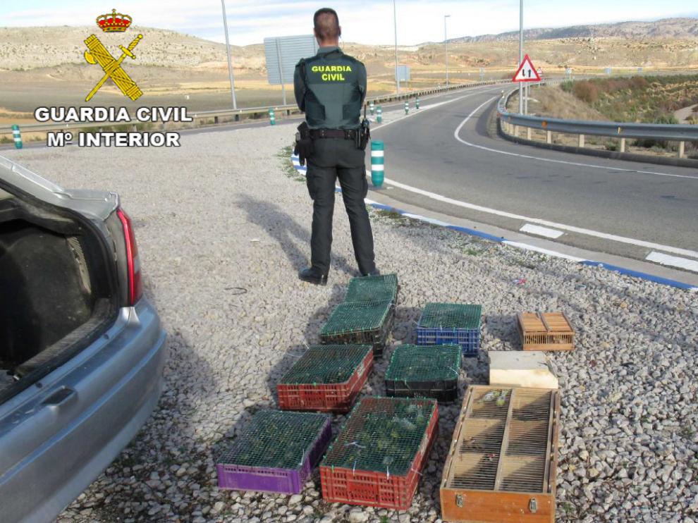 Localizados más de un centenar de pájaros protegidos en un maletero en Teurel.