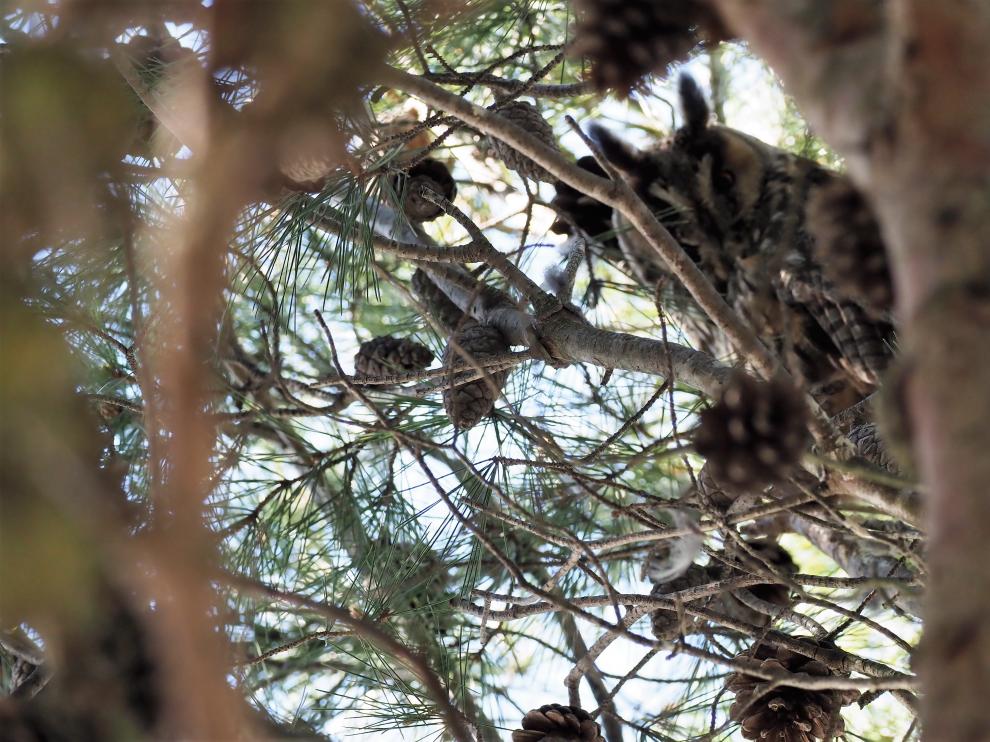 Un ejemplar de búho chico camuflado entre las ramas de un pino en el cerro San Jorge.