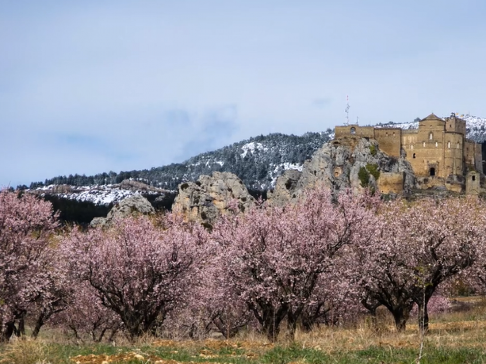 Almendros en la Hoya de Huesca
