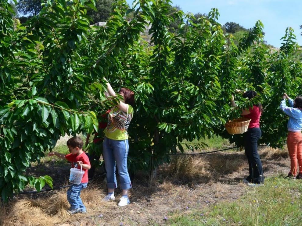 Apadrina un cerezo es una propuesta similar llevada a cabo en la localidad turolense de Monroyo.