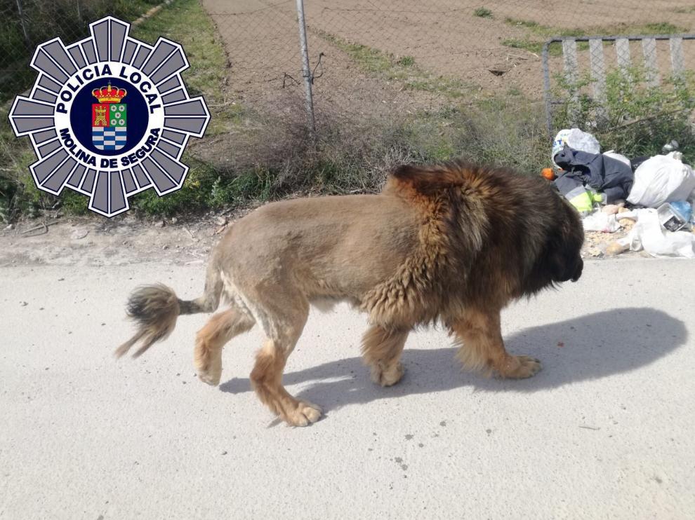 El perro con apariencia de león de Molina de Segura.