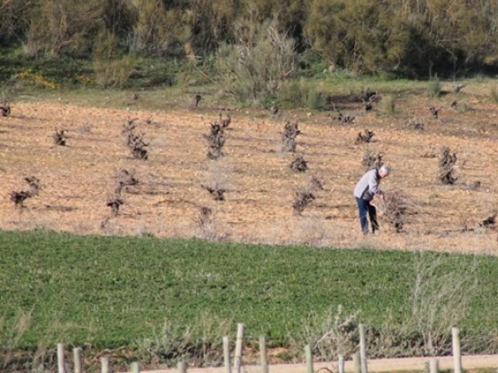Un agricultor revisa el estado de su viñedo.