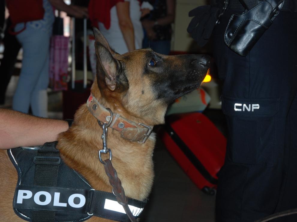 Perro de la Policía Nacional adiestrado para la detección de drogas.