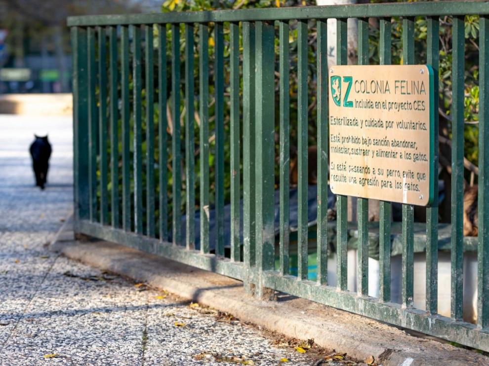 Una de las colonias felinas del Ayuntamiento.