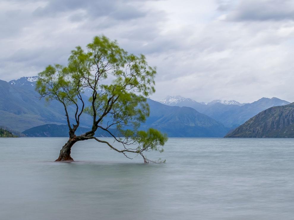 Wanaka Tree, el árbol más famoso de Nueva Zelanda.