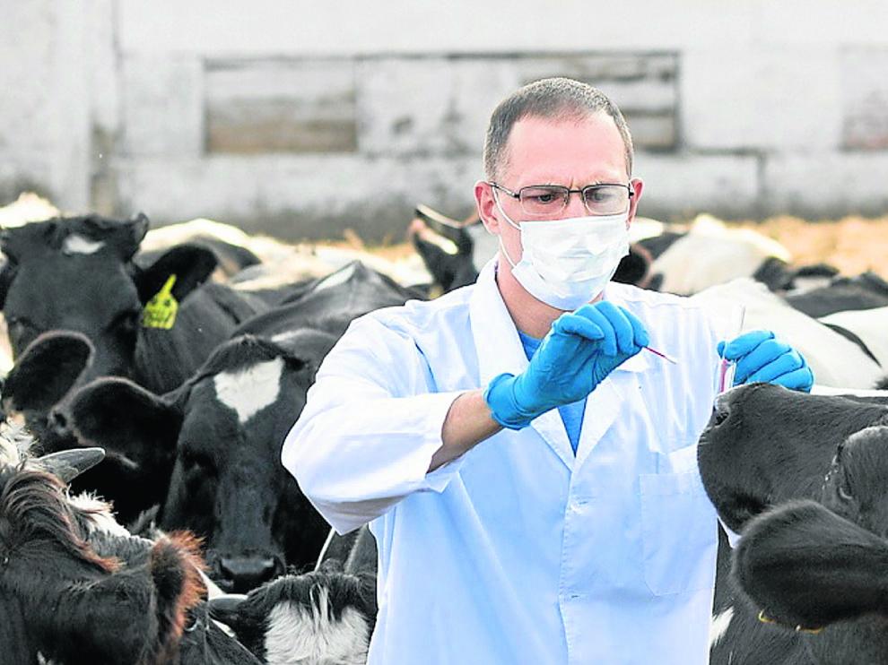Unos veterinarios realizan su trabajo de análisis y control a los animales en una explotación de vacuno.