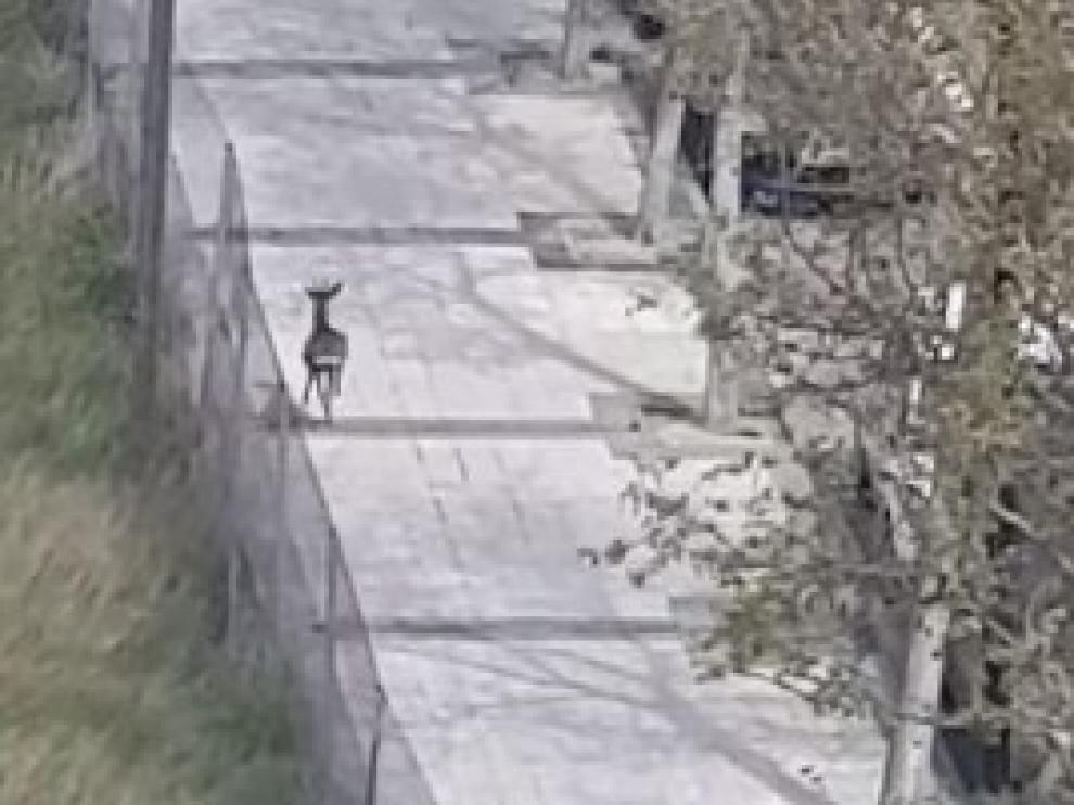 Un corzo en la avenida de Cataluña durante el confinamiento.