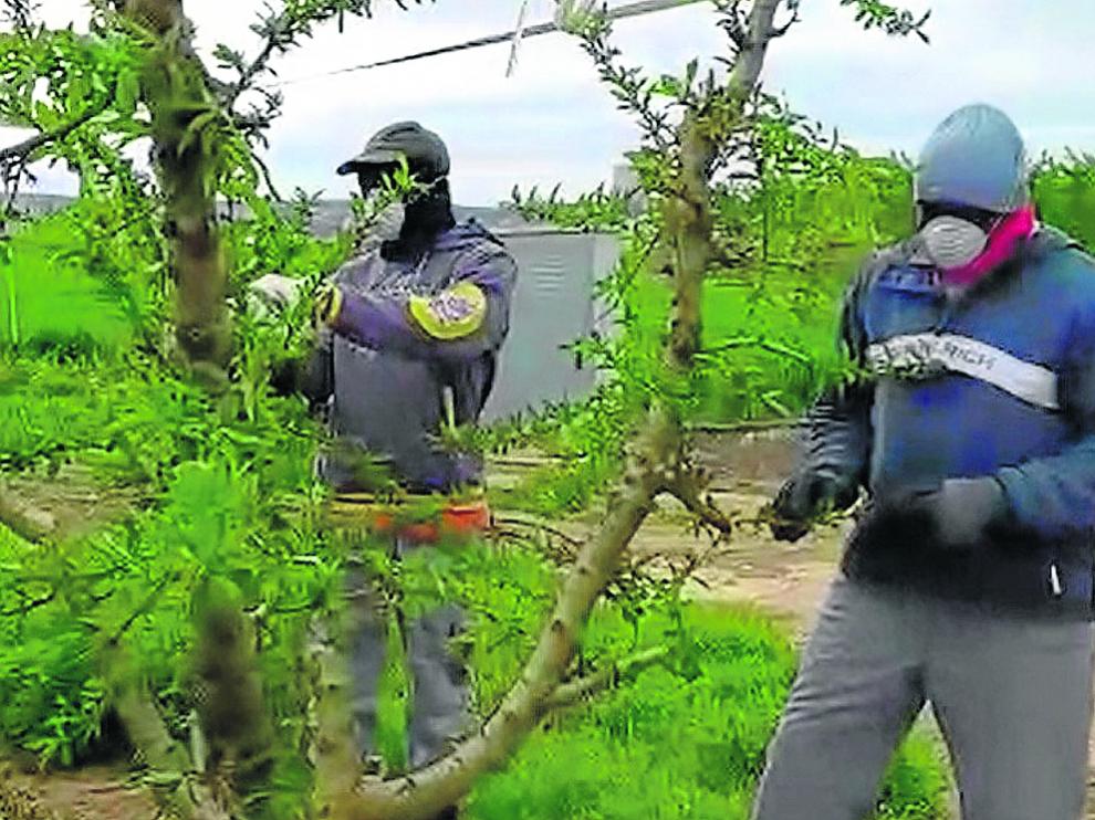 Unos temporeros, trabajando ayer en un campo de frutales de la comarca del Bajo Cinca.