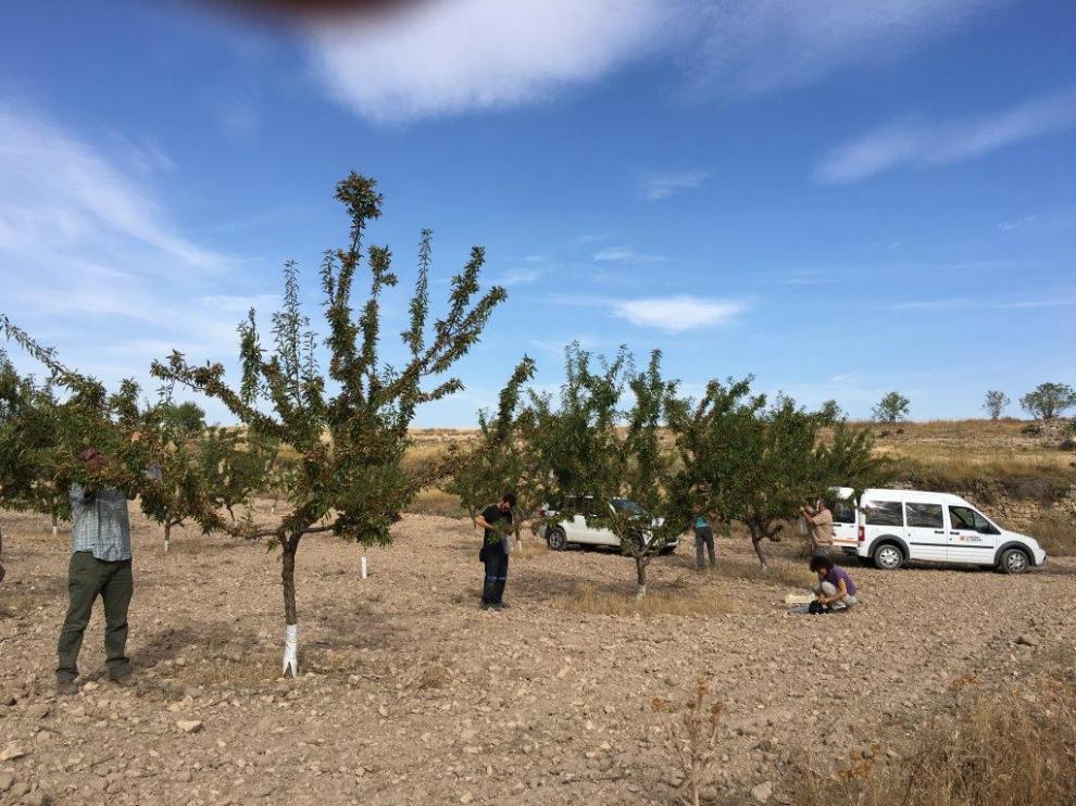 En estos momentos, las tareas de campo son mínimas por parte de los técnicos del CSCV.
