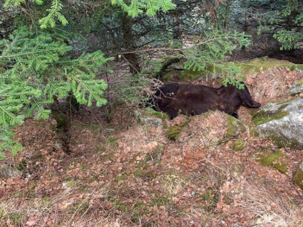 Agentes de Medio Ambiente del Consejo General de Arán han encontrado muerto al oso Cachou en el municipio de Les.