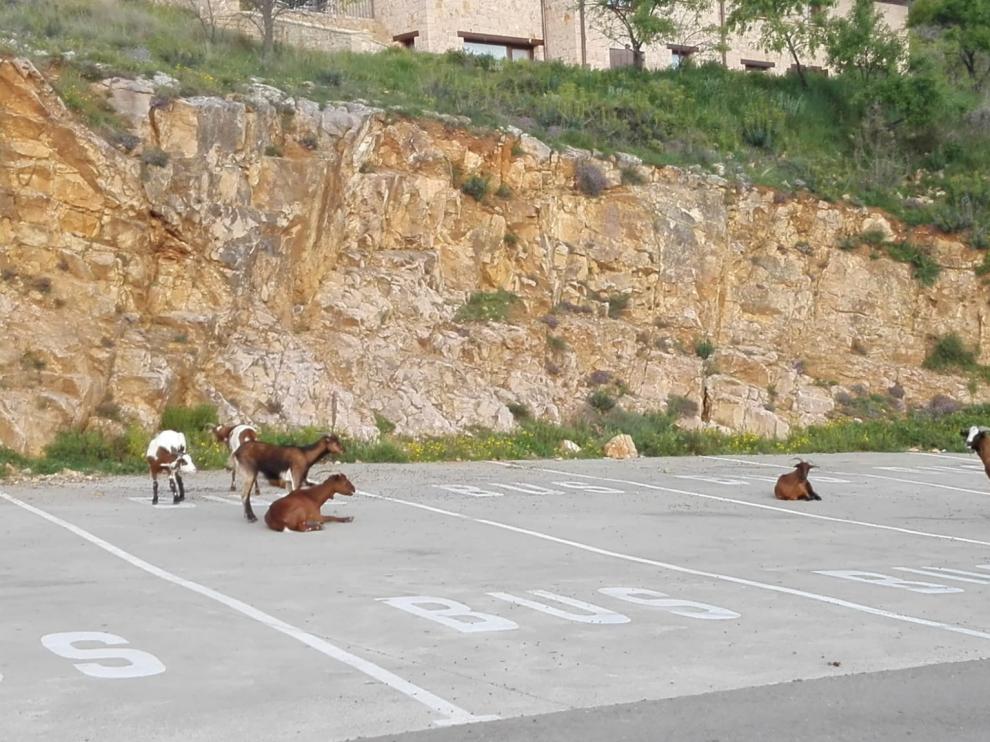 Unas cabras ocupan el parquin de Alquézar.