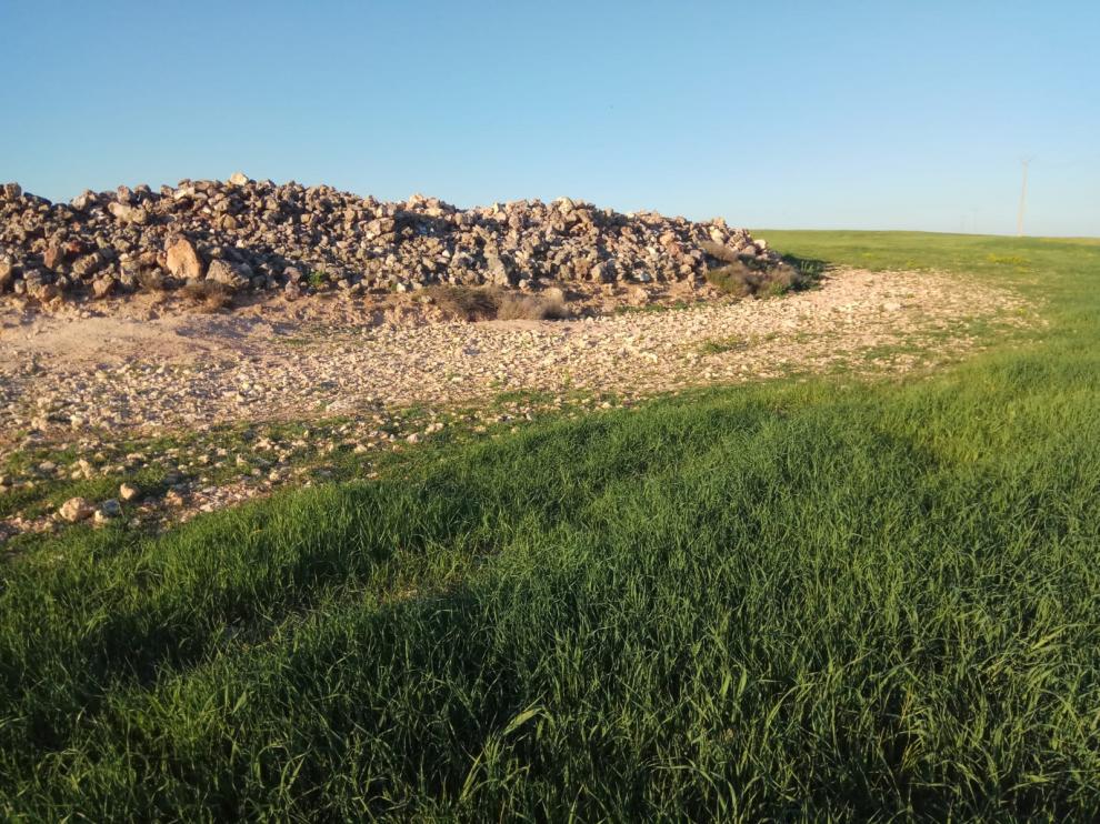 La plaga de conejo está causando daños muy importantes en el campo zaragozano.