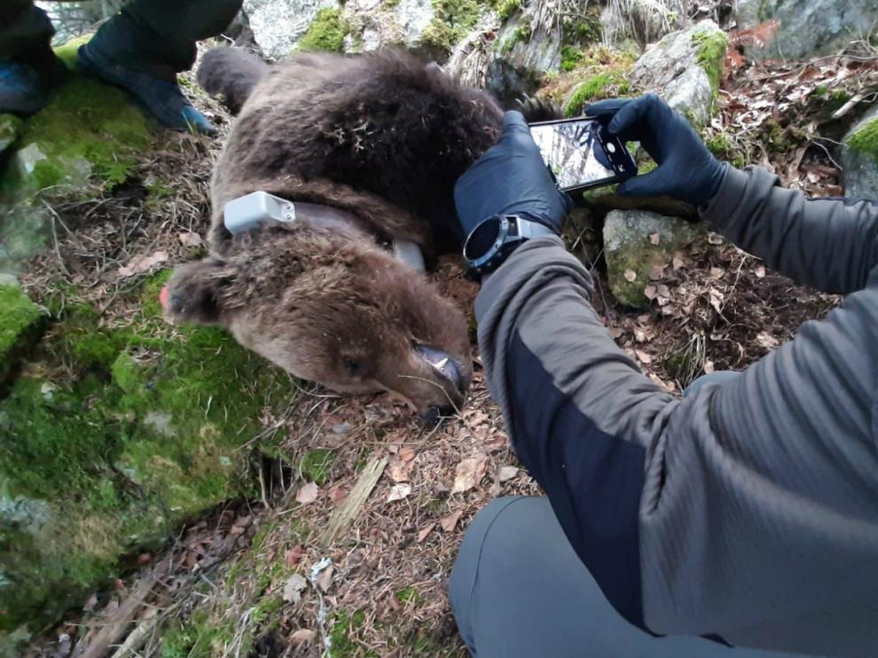 La imagen del cuerpo del oso que suscita los recelos de las entidades ecologistas.
