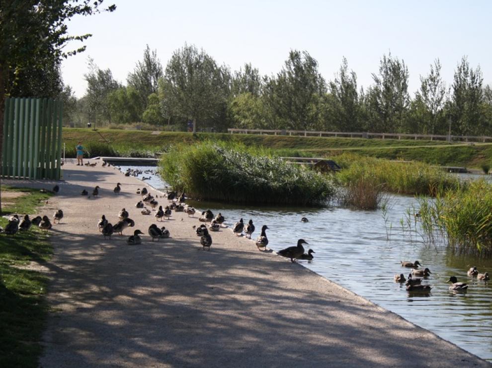 Patos en el Parque del Agua de Zaragoza