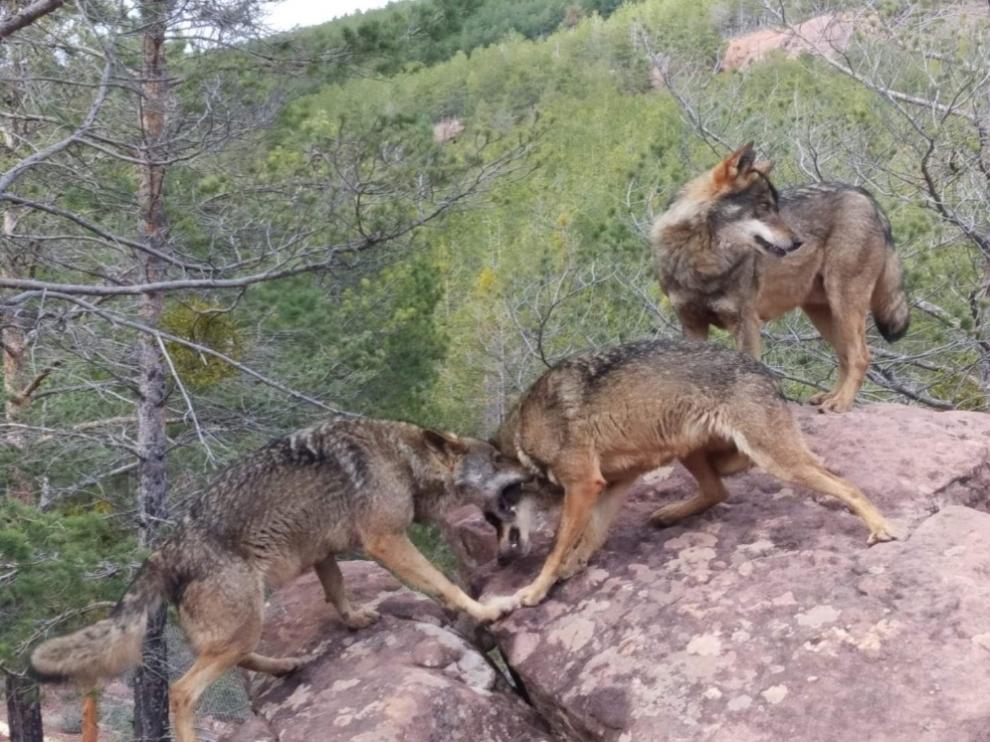 Los tres lobos del parque, mejoran su adaptación al no haber visitantes.