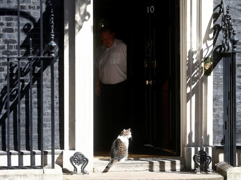 'Larry el gato', este domingo en el 10 de Downing Street, residencia del primer ministro inglés.