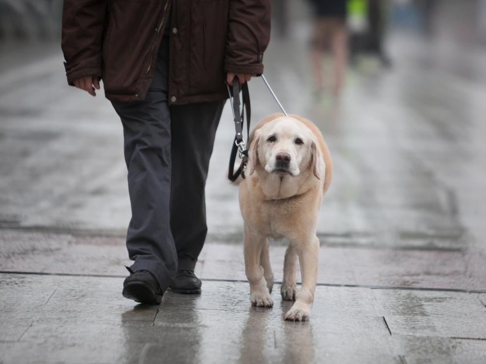 Un perro guía acompaña a una persona ciega en Zaragoza.