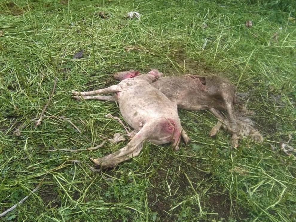 Dos de las ovejas que han resultado muertas en el ataque.