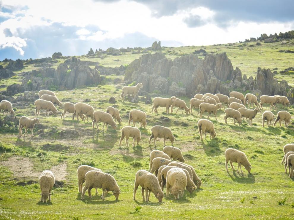 ovejas extremadura
