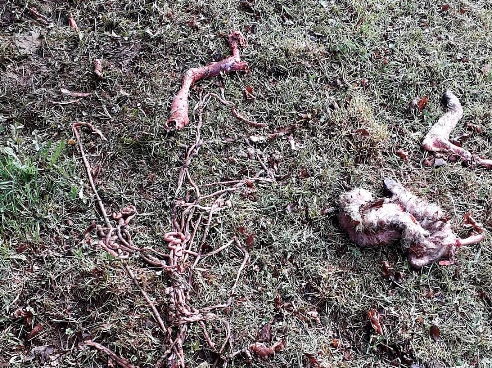 Resto de una oveja devorada por Goiat en San Juan de Plan el 19 de abril.