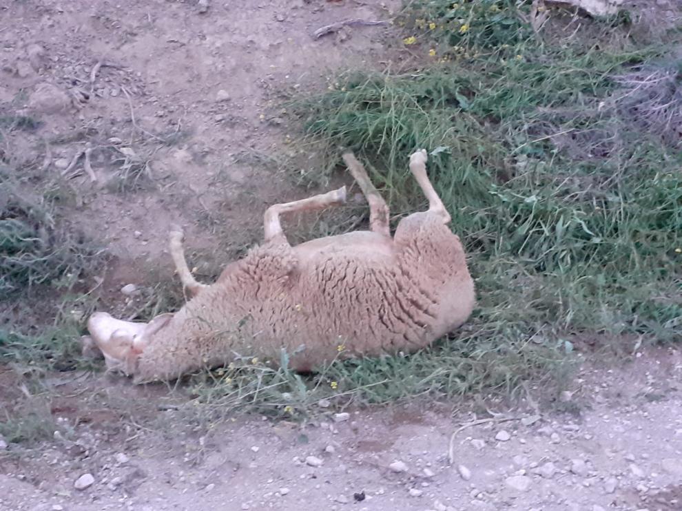 Al menos 18 ovejas muertas en el ataque a un rebaño de Tardienta