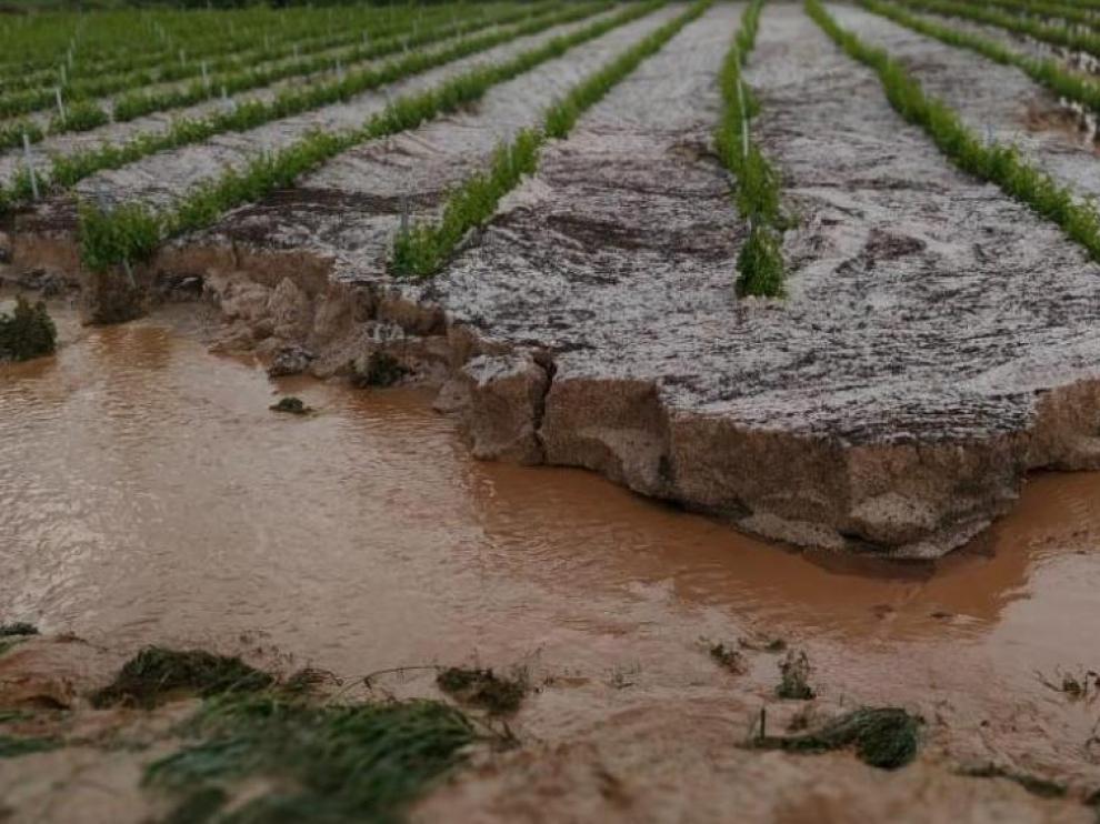 Granizada caída el pasado fin de semana en el viñedo de la comarca Campo de Borja