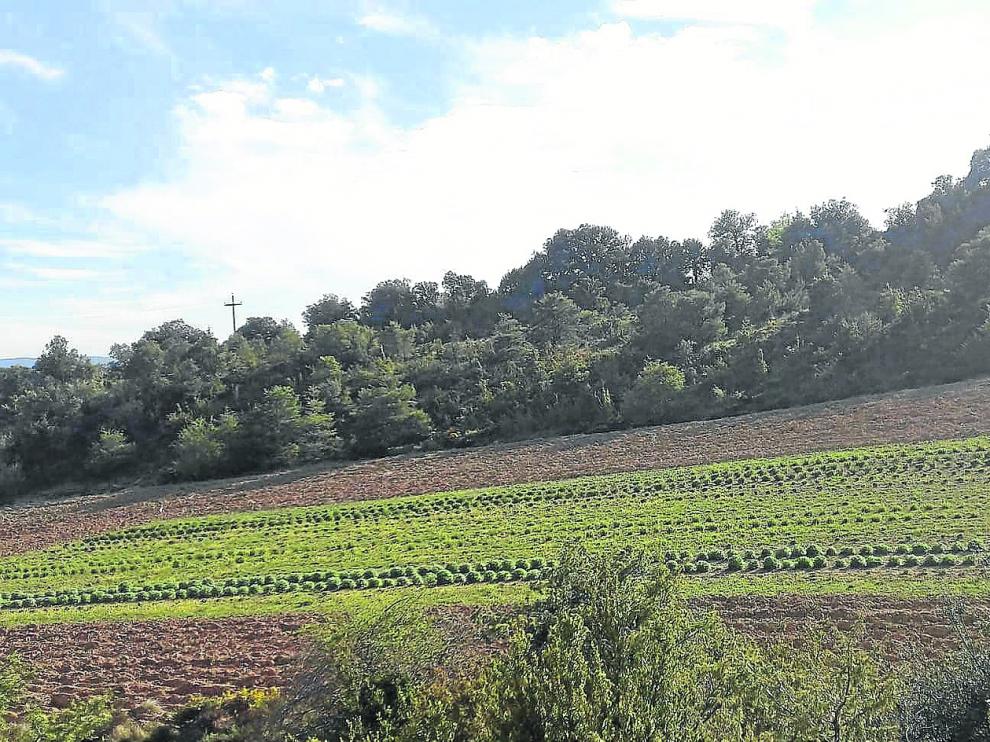 Parcela en la que pueden verse diferentes tipos de plantas.