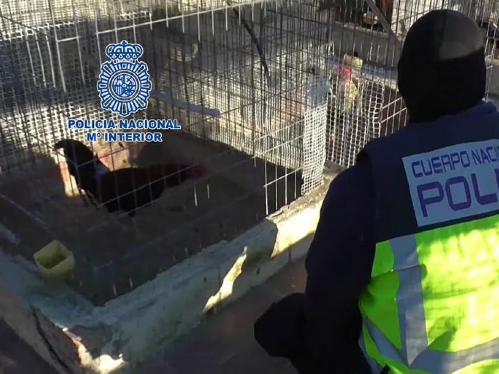 Peleas de Gallos