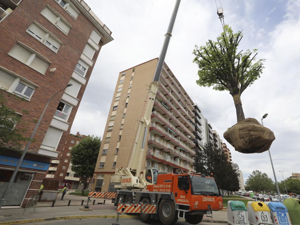 Traslado del castaño de la plaza Santo Domingo a la avenida Danzantes.