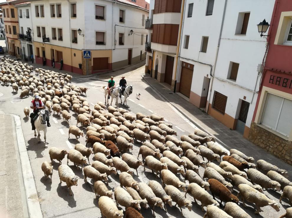 El ganado de Juan Martorell, a su paso por La Iglesuela del Cid.