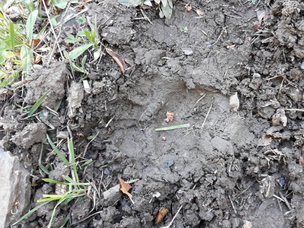 Una de las huellas supuestamente de Claverina encontradas en el valle de Hecho.
