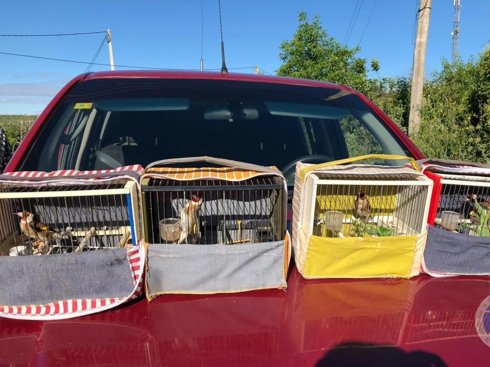 Jaulas intervenida con los jilgueros que usaba para atraer y cazar otras aves.