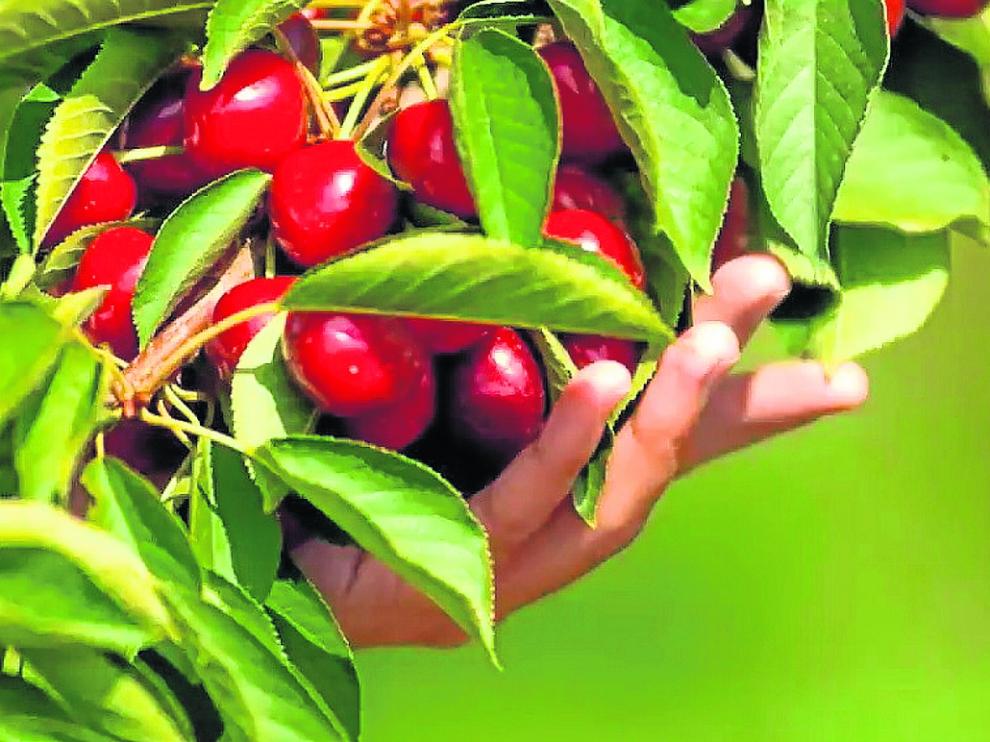 Frutaria ha comenzado ya la recolección de sus cerezas en sus plantaciones aragonesas.