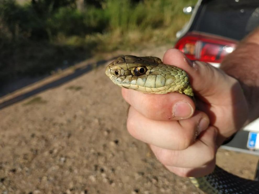 Momento en el que fue interceptada la serpiente