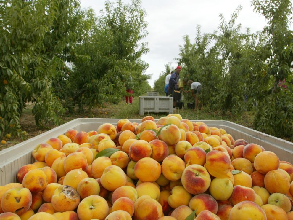 Imagen de archivo de la recogida de fruta en Aragón.