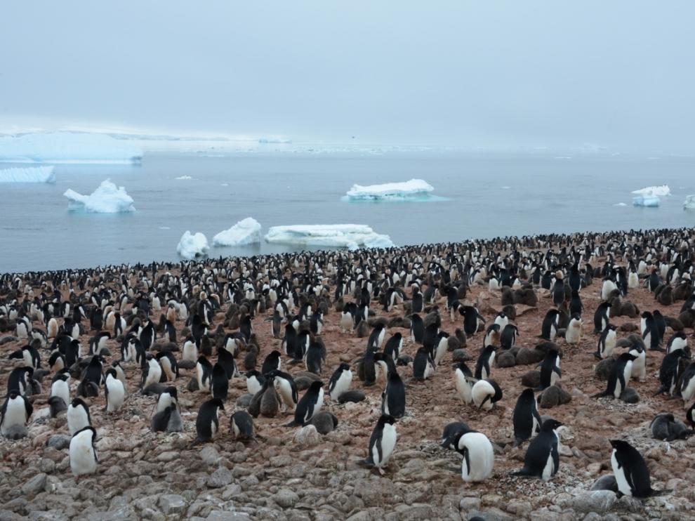 Los pingüinos rey producen ingentes cantidades de gas de la risa