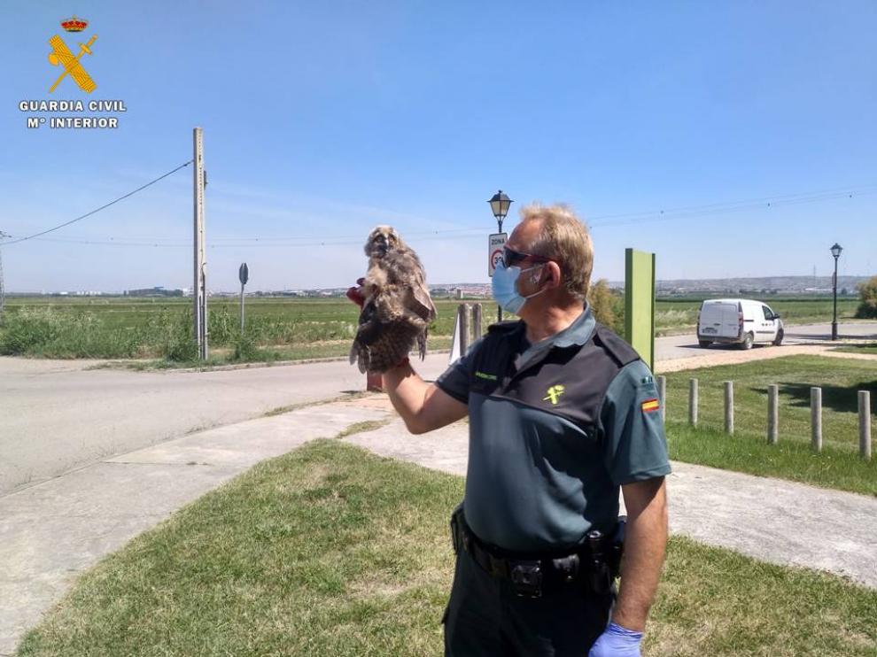 El búho encontrado en Villanueva de Gállego.