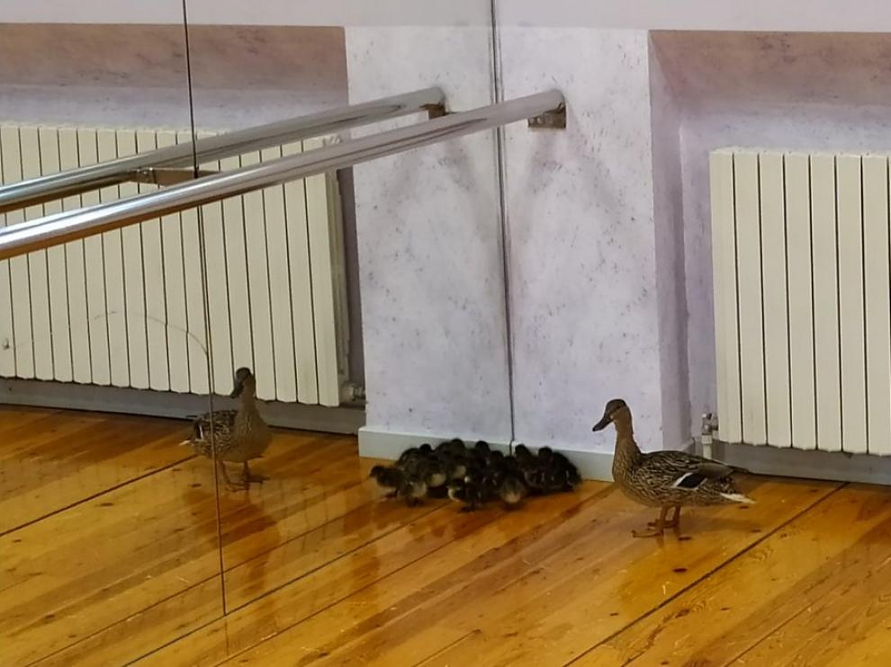 La familia de patos en una de las salas del centro cultural.