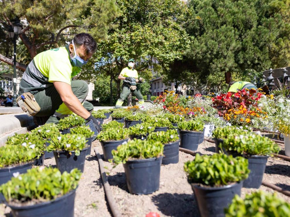 Jardineros colocan algunas de las plantas.