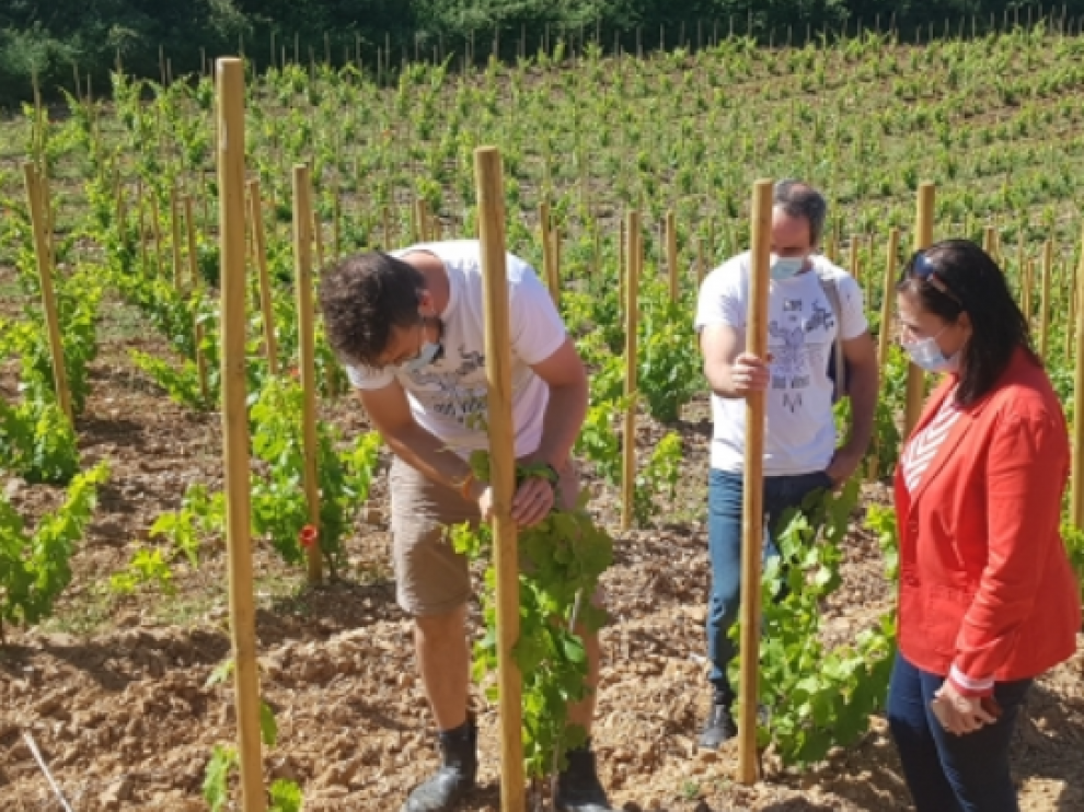 Estrategia de promoción 'Aragón, tierra de vino y talento' se pone en marcha