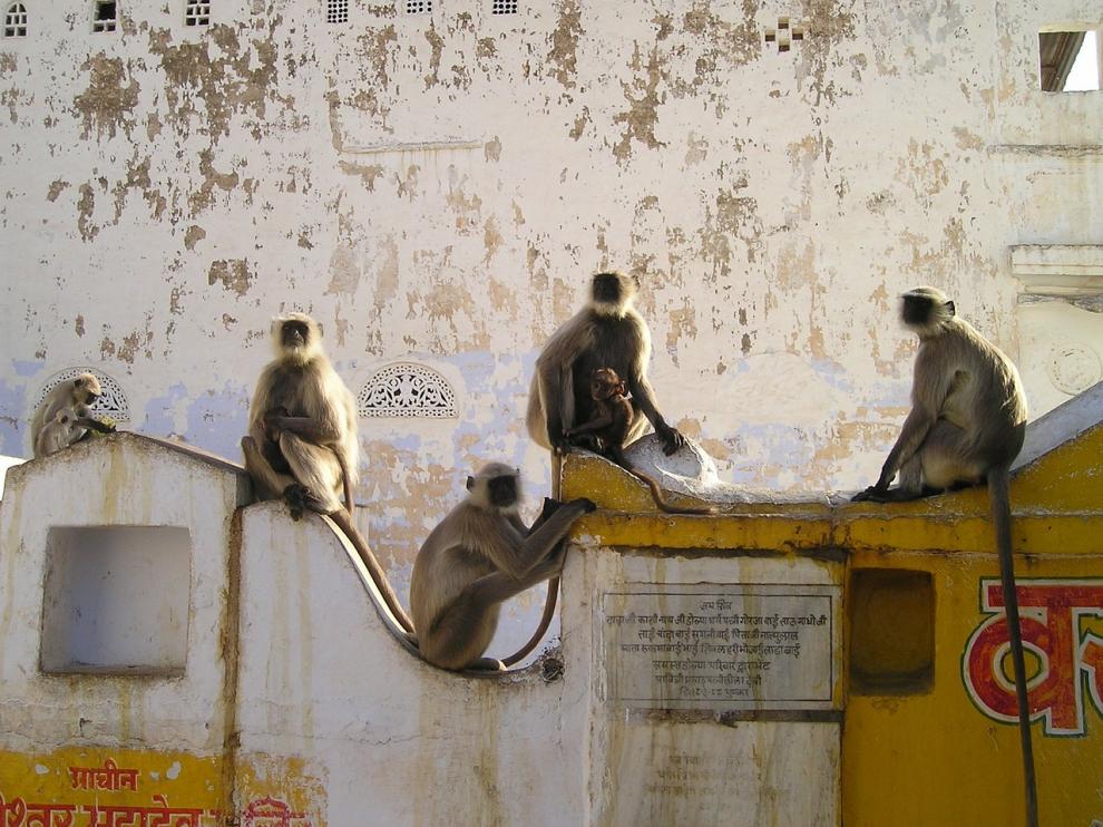 Foto de archivo de monos en la India